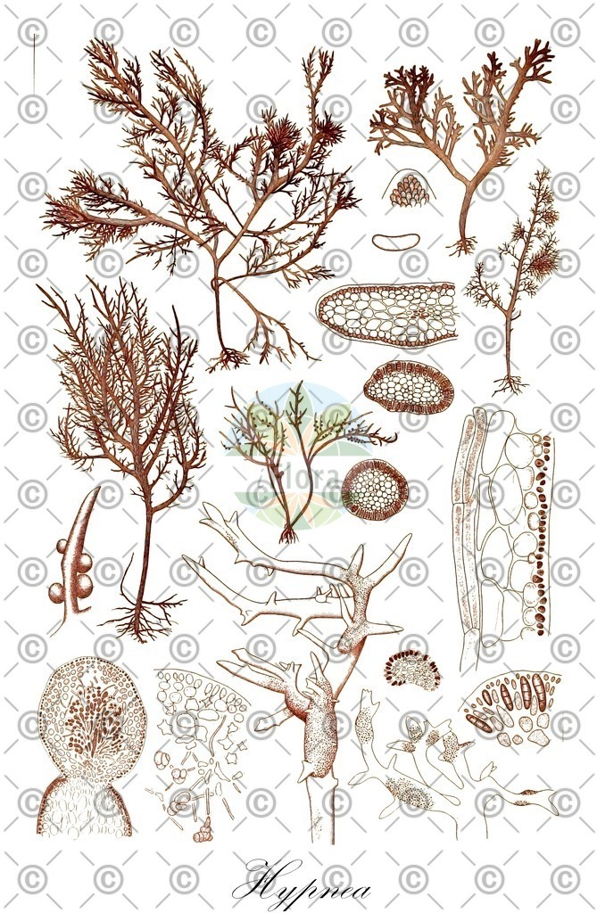 HistAbb_wfo-0001184848_1_ENZY_Simple | Historische Abbildung von Hypnea - Cystocloniaceae (0) | Historical Illustration of Hypnea - Cystocloniaceae (0)