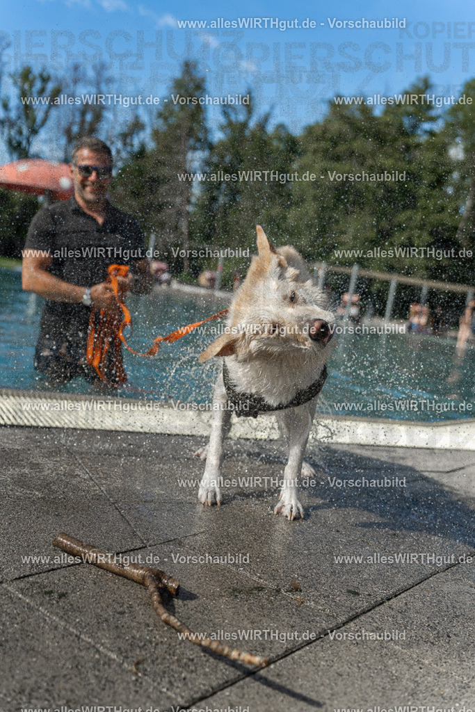 Hundeschwimmen_Volksbad_2026-allesWIRTHgut_Tierfotografie-2609061544-7R501770 | Professionelle Tierfotografie in Mönchengladbach von Daniel Wirth (allesWIRTHgut). Liebevolle & natürliche Bilder von Hunden & Katzen für unvergessliche Erinnerungen.