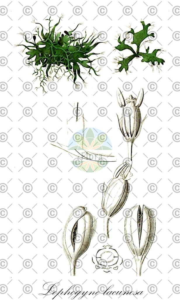 HistAbb_wfo-0000230652_1_ENZY_Simple | Historische Abbildung von Lophogyne lacunosa - Podostemaceae | Historical Illustration of Lophogyne lacunosa - Podostemaceae