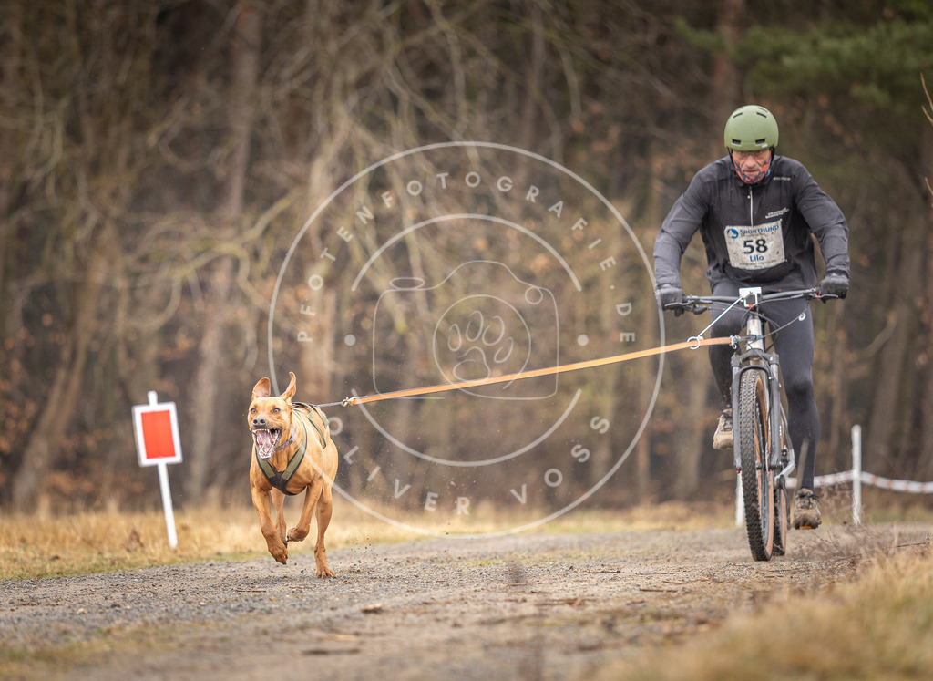 DV3A3253 | Hundefotografie, Tierfotograf, Pfotenfotografie, Fotoshooting Hund, Hunde Portrait, Hundesport, Hundeportraits, Heideshooting, Hunde, Sportfotograf, Hundefotograf, Turnierhundsport, THS,  - Realisiert mit Pictrs.com