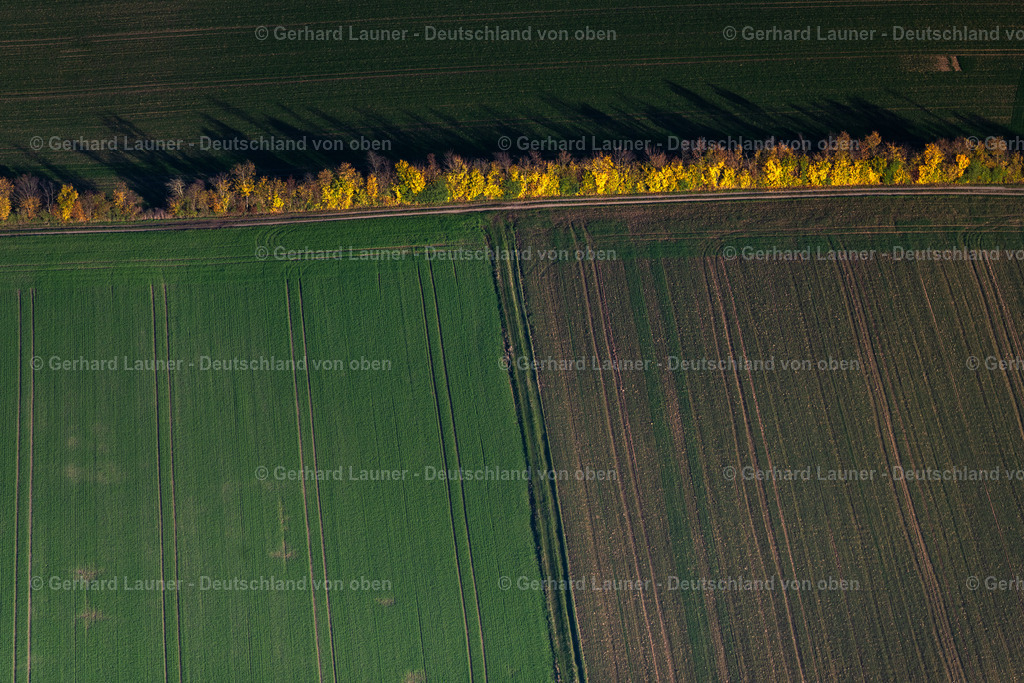 4042791 | MICHELAU IM STEIGERWALD 05.11.2020 Herbstliche verfärbte Vegetationsansicht Baum- Reihe auf einem Feld in Michelau im Steigerwald im Bundesland Bayern, Deutschland. // Autumnal view of discolored vegetation Row of trees on a field in Michelau im Steigerwald in the state Bavaria, Germany. Foto: Gerhard Launer