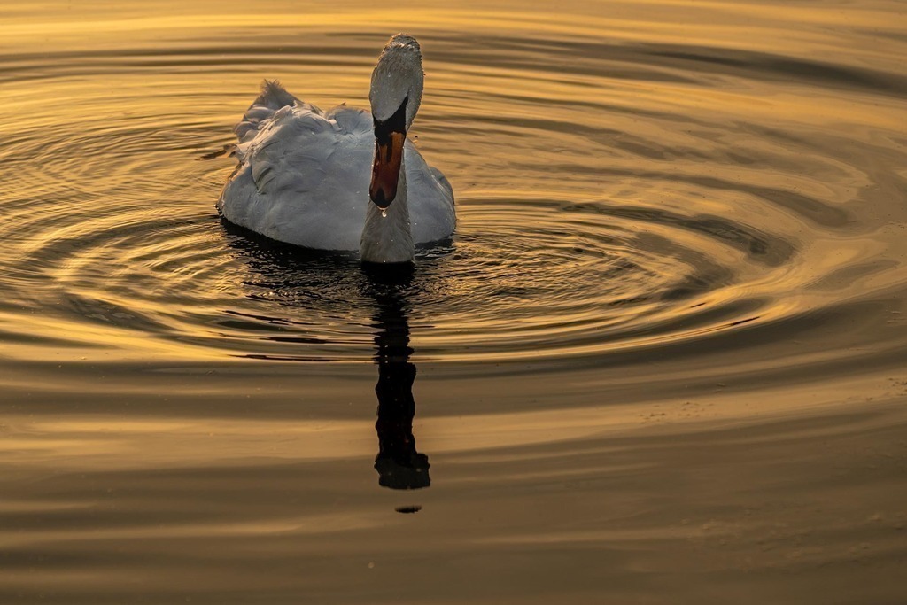 2024_08_01 A7C01863 | bridgeman - Realisiert mit Pictrs.com