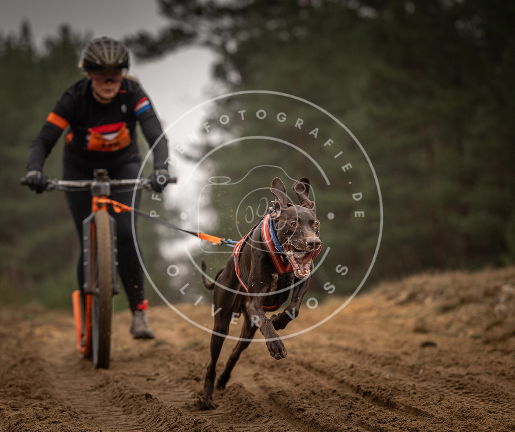 Pfotenfotografie_DV3A4284 | Hundefotografie, Tierfotograf, Pfotenfotografie, Fotoshooting Hund, Hunde Portrait, Hundesport, Hundeportraits, Heideshooting, Hunde, Sportfotograf, Hundefotograf, Turnierhundsport, THS,  - Realisiert mit Pictrs.com