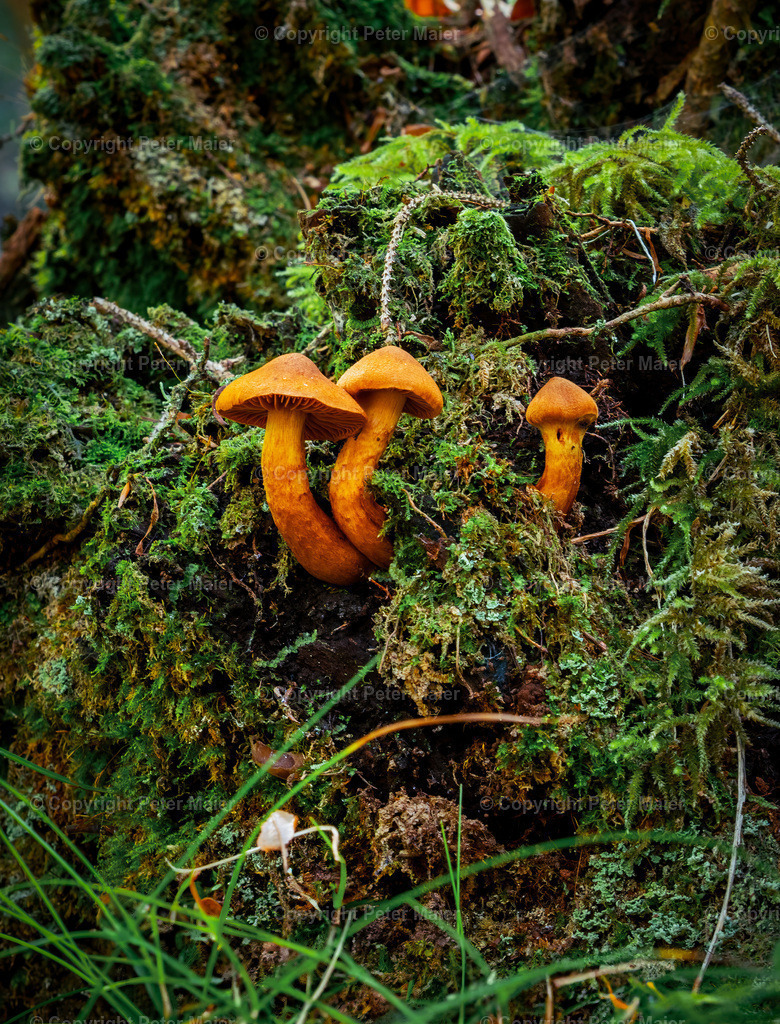 Divers_Erlebnisraum_Wald_23_Peter_Maier-57 | piet_flosse