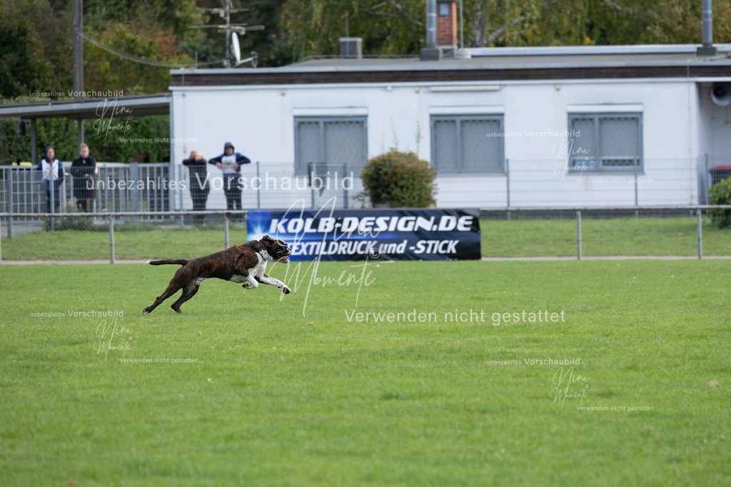 _16A6528 | Einzigartige Fotos von Hunden & Menschen –Actionfotos, Portraits, Vereinsaufnahmen & Paarshootings – authentisch, lebendig & mit Herz.