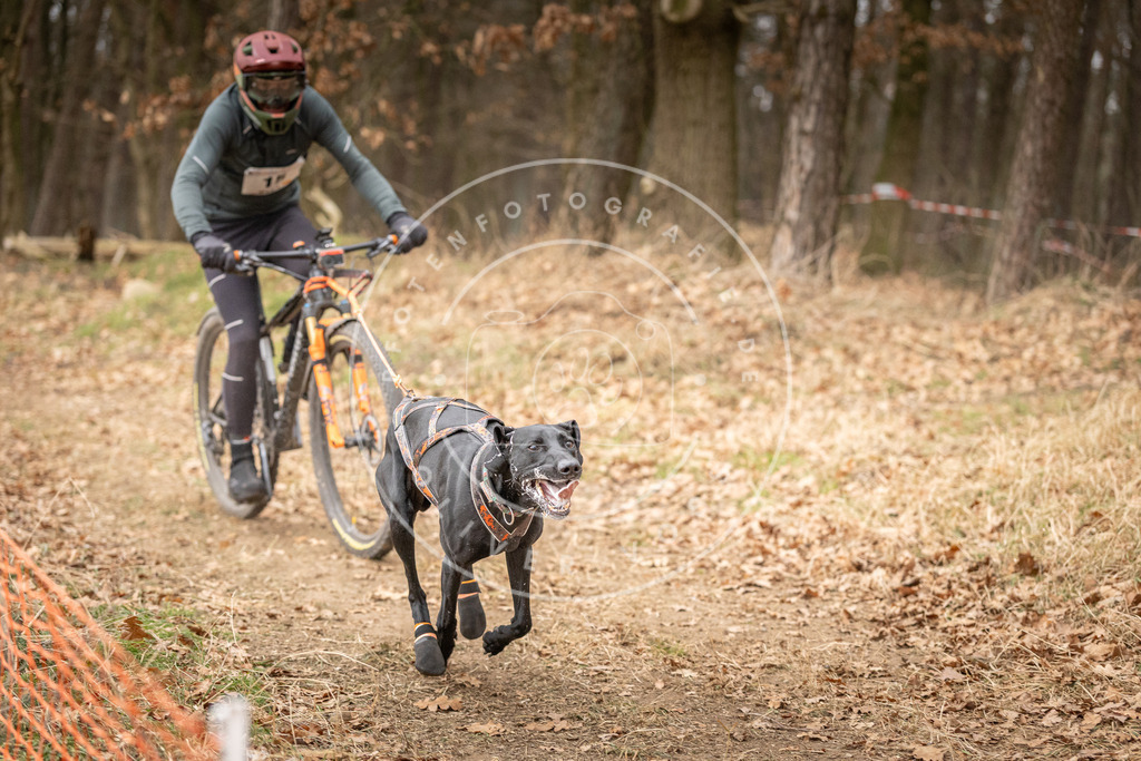 Pfotenfotografie_DV3A2718 | Hundefotografie, Tierfotograf, Pfotenfotografie, Fotoshooting Hund, Hunde Portrait, Hundesport, Hundeportraits, Heideshooting, Hunde, Sportfotograf, Hundefotograf, Turnierhundsport, THS,  - Realisiert mit Pictrs.com