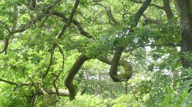 verschlungener-ast | Verkauf von Fotos und  Videoclips zumThema Natur.Motive sind Pflanzen, Tiere, Landschaftenund Wetter - Realisiert mit Pictrs.com