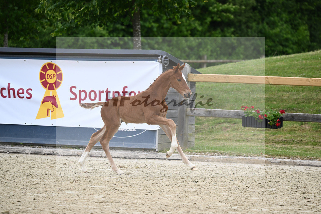 Kat-Nr. 40 HF DSP Feliciano_Eder_17230479 | hf-fotografie - Realizzato con Pictrs.com