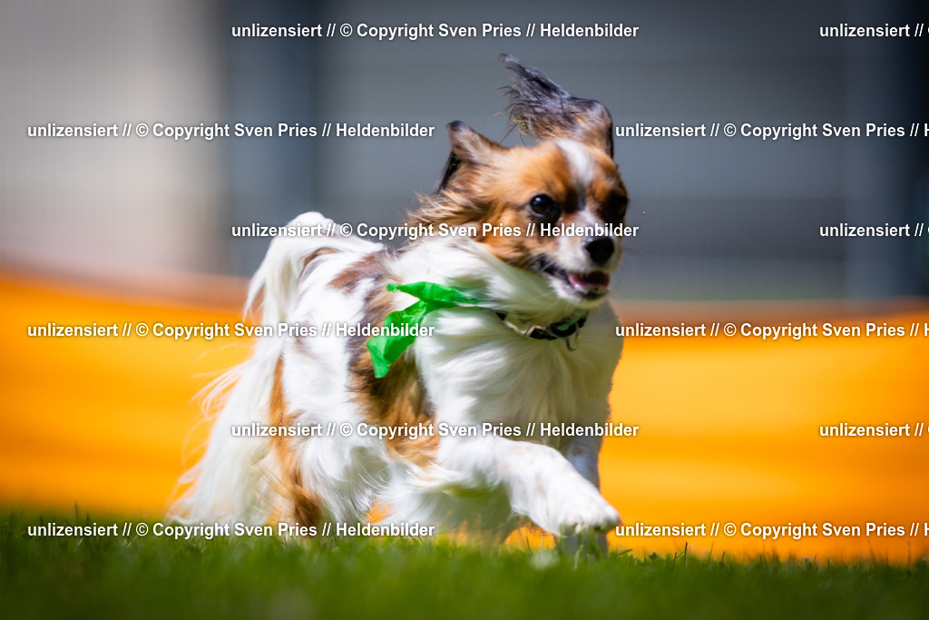 Sven Pries | 2025-08-10 - Hunderennen Durlach - Realisiert mit Pictrs.com