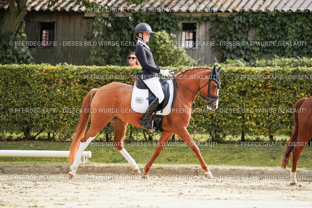 DSC04106 | Pferdegrafie