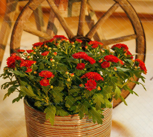 _MG_5332 | Fotograf Leipzig für Hochzeiten, Familienfeste & Porträts. Persönlich, ehrlich & echt – Emotion im Fokus. Jetzt Fotoshooting bei Holzmannphotos buchen!