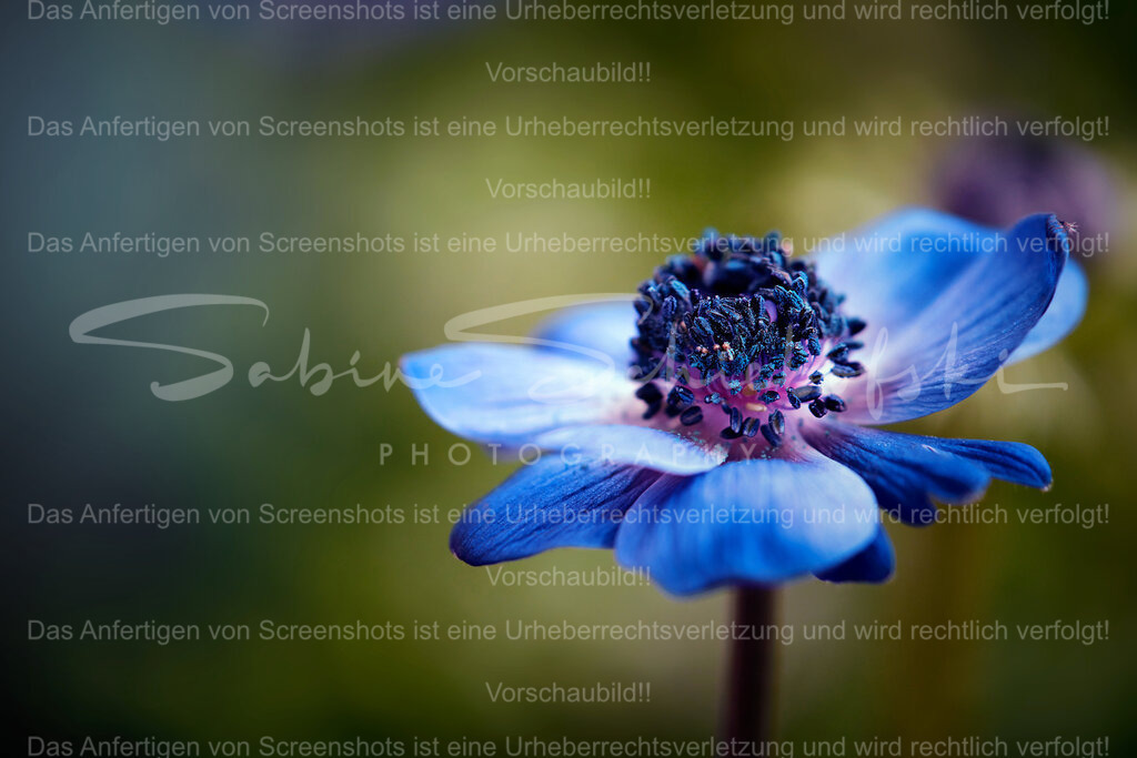 Wandbild Anemone | People- und Tierfotografie, Imageaufnahmen, Veranstaltungsfotografie und Wandbilder aus der Natur ★ Made in Germany ✔️ Druck + Downloads ✔️ Naturfotografie in Top Qualität ★ schneller Versand, weltweite Lieferung! - Realisiert mit Pictrs.com