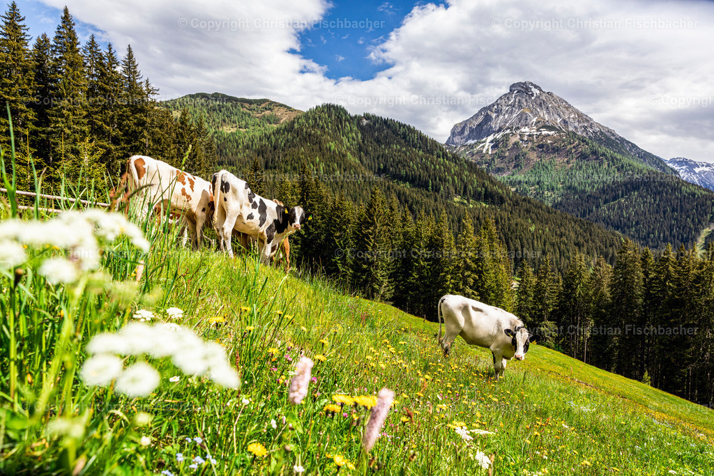 Fotos_Copyright_Chri_Fischbacher_Druck-379 | Bildershop Chri Fischbacher - Realisiert mit Pictrs.com