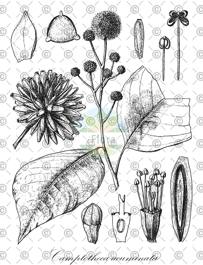 HistAbb_3GLK_1_ENZY_Simple | Historische Abbildung von Camptotheca acuminata - Nyssaceae | Historical Illustration of Camptotheca acuminata - Nyssaceae