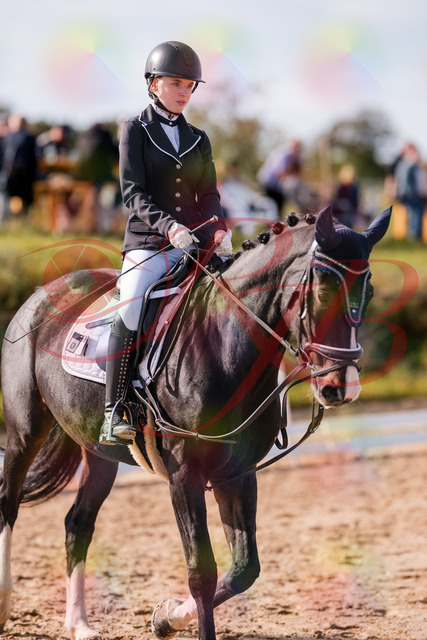 2026_10_03_Siefer-Hof_121342_Z81_14503591 | Professionelle Reitsport-, Turnier- und Eventfotografie von Robert Broda. Galerien mit ausgewählten und bearbeiteten Bildern direkt online ansehen und bestellen.