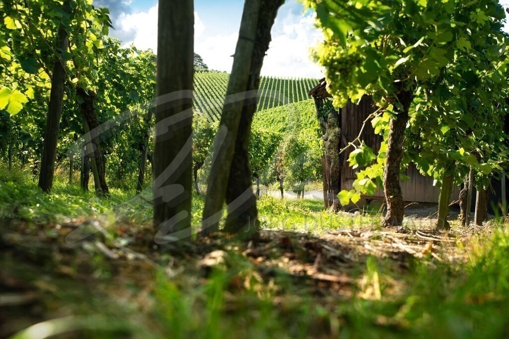 NatureArt-WEINBERG_0964 | Die Hütte im Wein | #001 | Modell: Katey | Foto: Mario Mach - Realisiert mit Pictrs.com