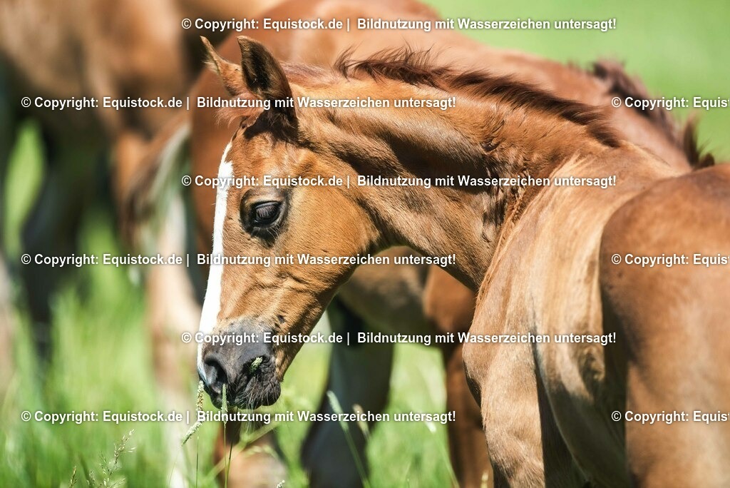 20210617_Fohlen_0133 | Foto: Thomas Hartig