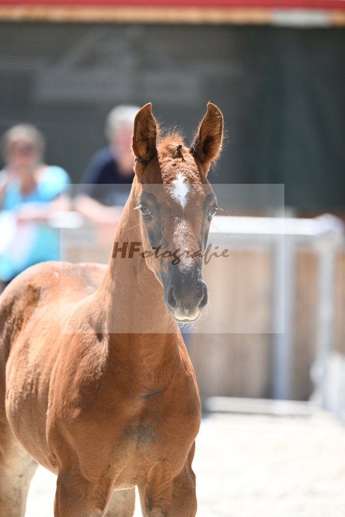 Kat-Nr. 8 SF Bonds_Hummer_16230723 | hf-fotografie - Realisiert mit Pictrs.com