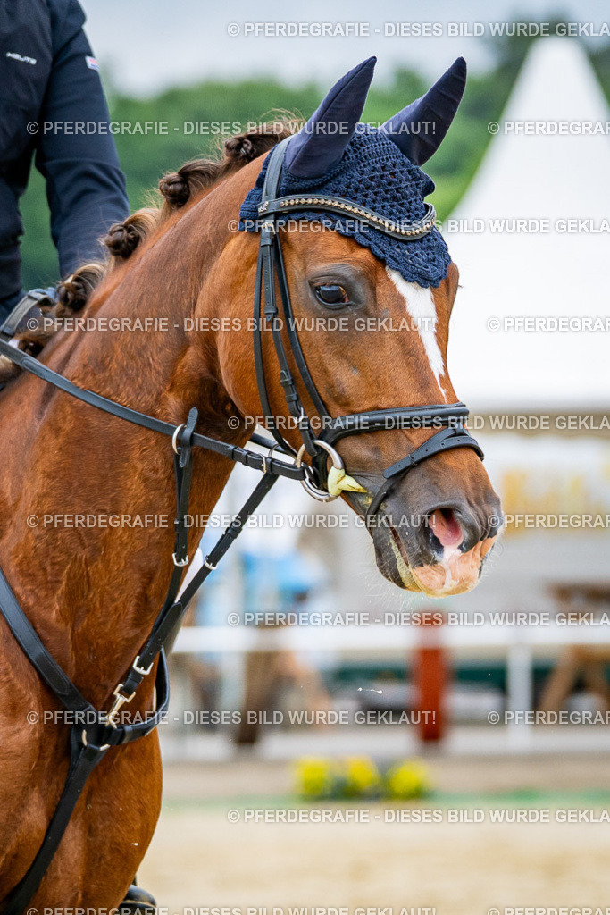 DSC02427 | Pferdegrafie