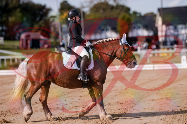 2026_10_03_Siefer-Hof_114107_Z81_84040546 | Professionelle Reitsport-, Turnier- und Eventfotografie von Robert Broda. Galerien mit ausgewählten und bearbeiteten Bildern direkt online ansehen und bestellen.
