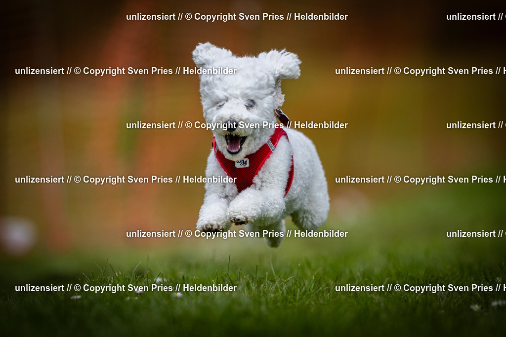 Sven Pries | 2025-04-13 - Hunderennen Baden-Baden - Realisiert mit Pictrs.com