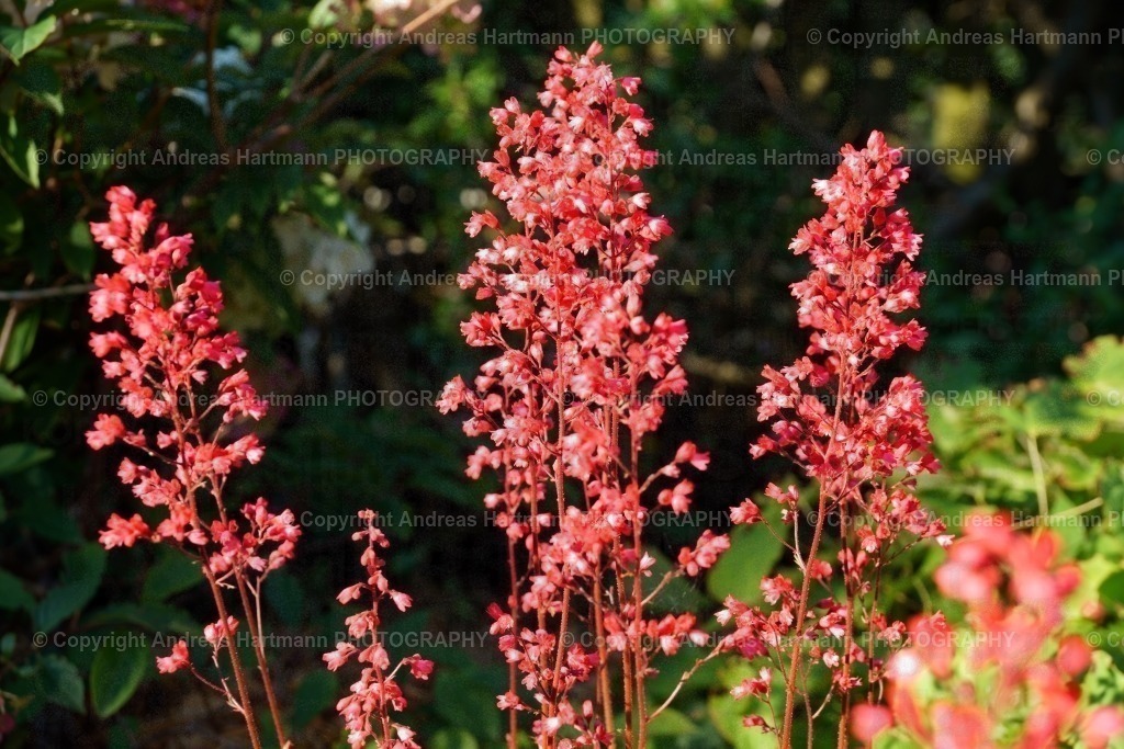 Purpurglöckchen | Purpurglöckchen - Realisiert mit Pictrs.com