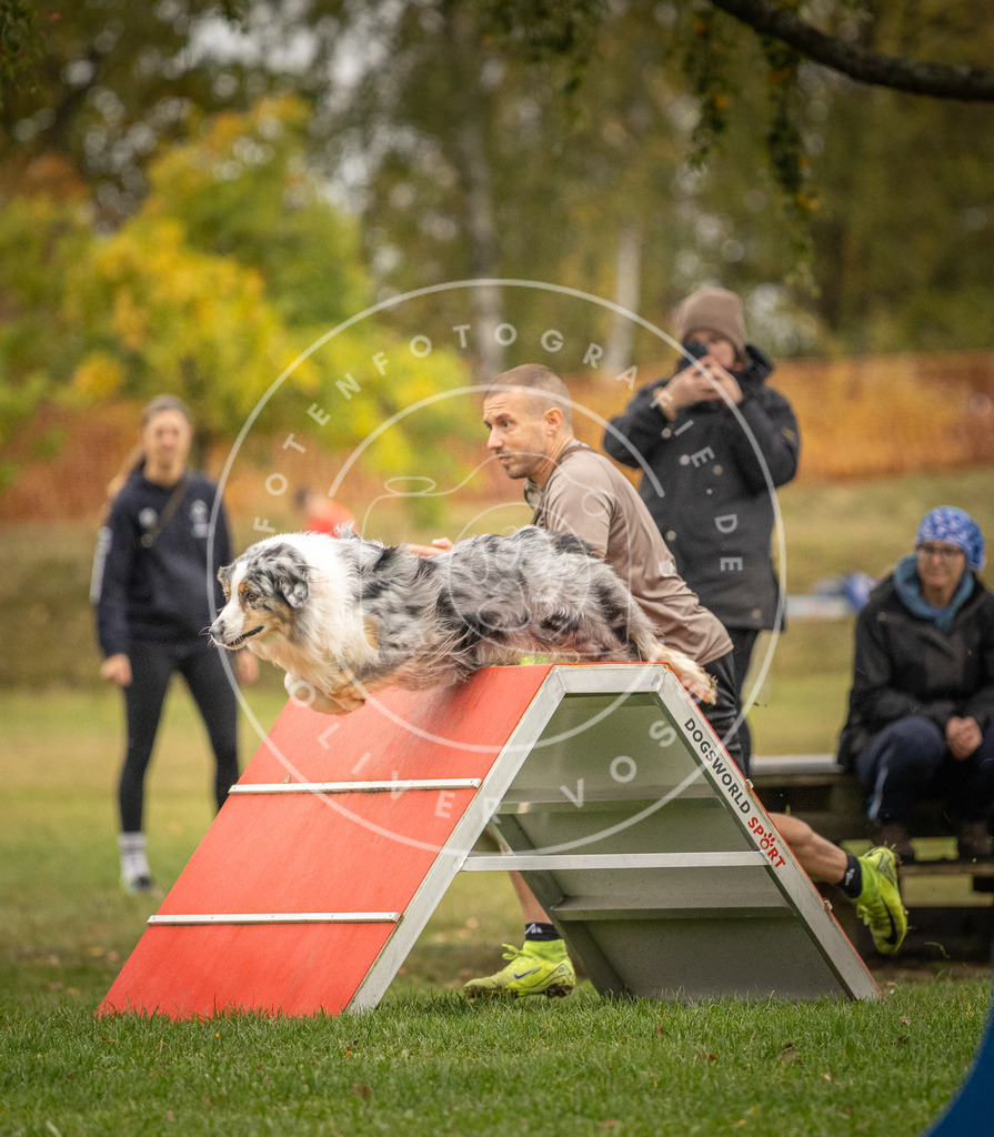 Pfotenfotografie_DV3A7342 | Hundefotografie, Tierfotograf, Pfotenfotografie, Fotoshooting Hund, Hunde Portrait, Hundesport, Hundeportraits, Heideshooting, Hunde, Sportfotograf, Hundefotograf, Turnierhundsport, THS,  - Realisiert mit Pictrs.com