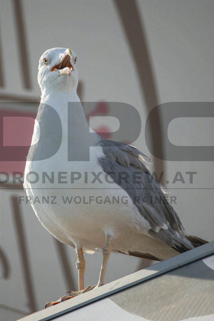 Yellow-legged Gull (Larus michahellis) | Yellow-legged Gull (Larus michahellis), a large gull species commonly found along Mediterranean coasts, rocky shorelines, harbours and coastal areas. - Realisiert mit Pictrs.com