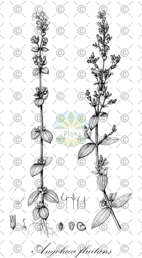 HistAbb_wfo-0000536542_525_ENZY_Simple | Historische Abbildung von Angolaea fluitans - Podostemaceae | Historical Illustration of Angolaea fluitans - Podostemaceae