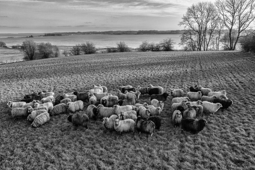 wanderschaefereien-schleswig-holstein-032 | Nach der Rückkehr in die »Heimat« auf dem Festland weiden die Tiere von Uta Wree weiträumig auf Flächen rund um die Schlei, hier auf einer Anhöhe bei Klensby vor den Toren von Schleswig. - Realisiert mit Pictrs.com