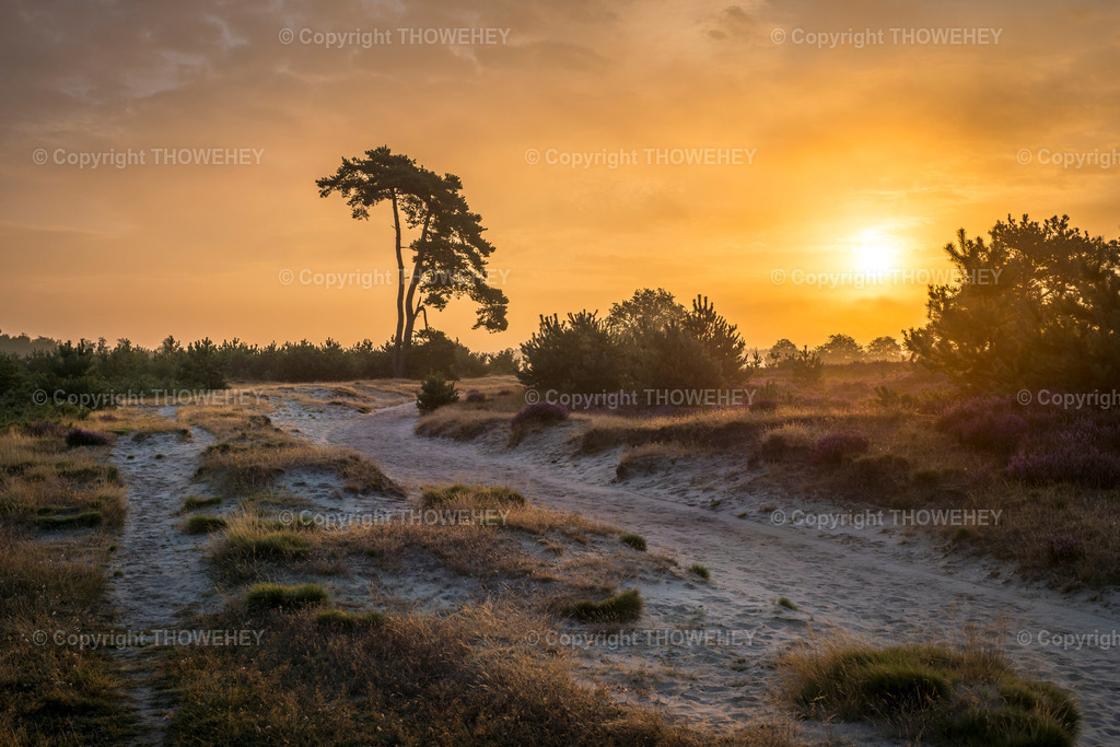 _1091396 | Heide in den Niederlanden - Realisiert mit Pictrs.com
