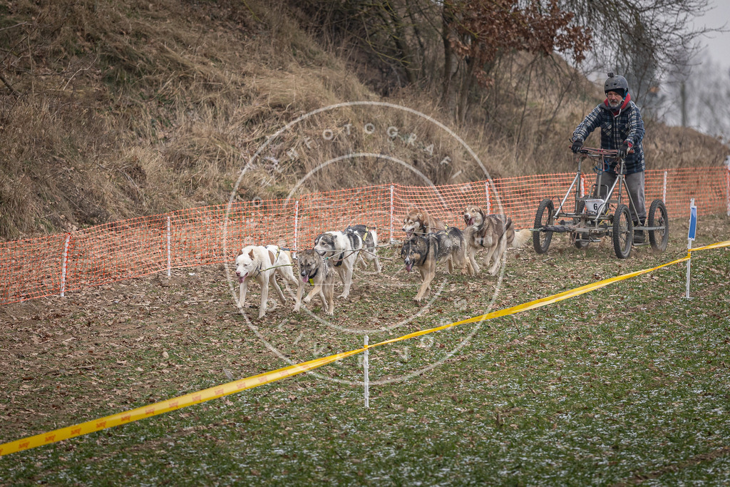 Pfotenfotografie_DV3A6448 | Hundefotografie, Tierfotograf, Pfotenfotografie, Fotoshooting Hund, Hunde Portrait, Hundesport, Hundeportraits, Heideshooting, Hunde, Sportfotograf, Hundefotograf, Turnierhundsport, THS,  - Realisiert mit Pictrs.com