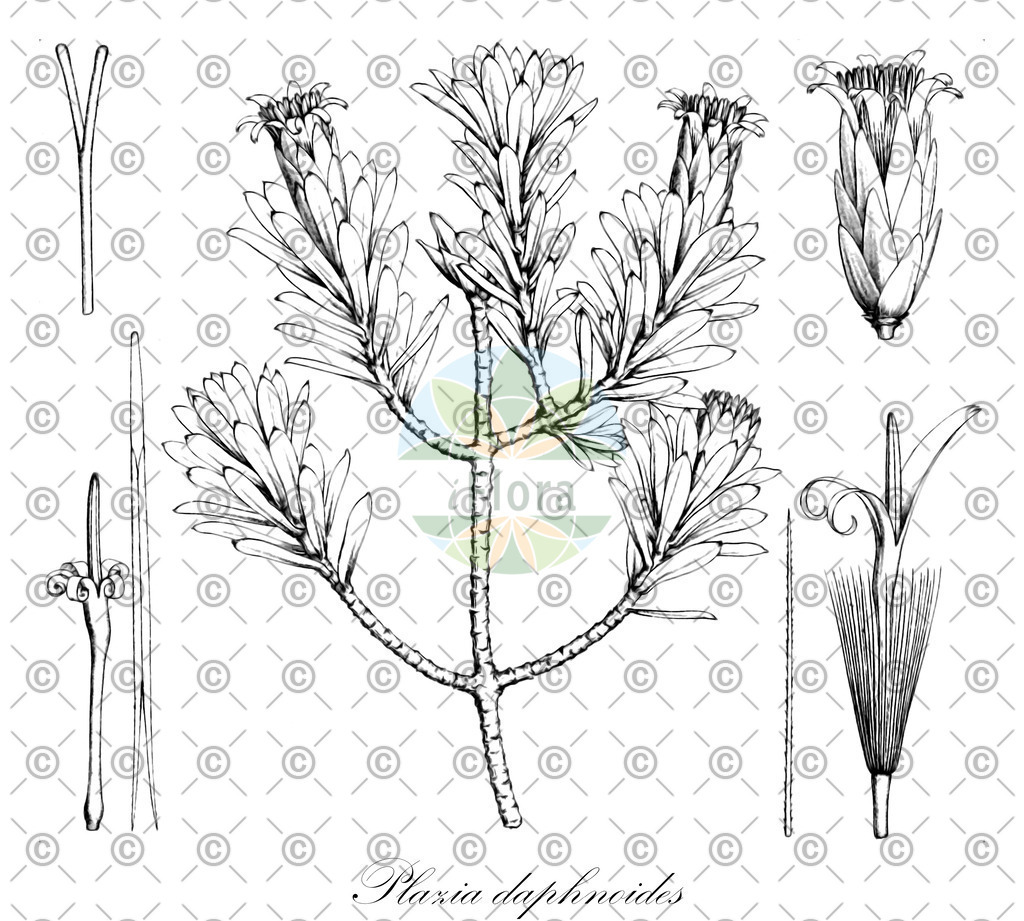 HistAbb_wfo-0000051395_1_ENZY_Simple | Historische Abbildung von Plazia daphnoides - Asteraceae | Historical Illustration of Plazia daphnoides - Asteraceae