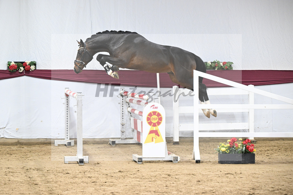 Kat-Nr. 100 Million Dollar x Diarado_ZG Schuster u. Schmid-Zemann_47253246 | hf-fotografie - Realisiert mit Pictrs.com