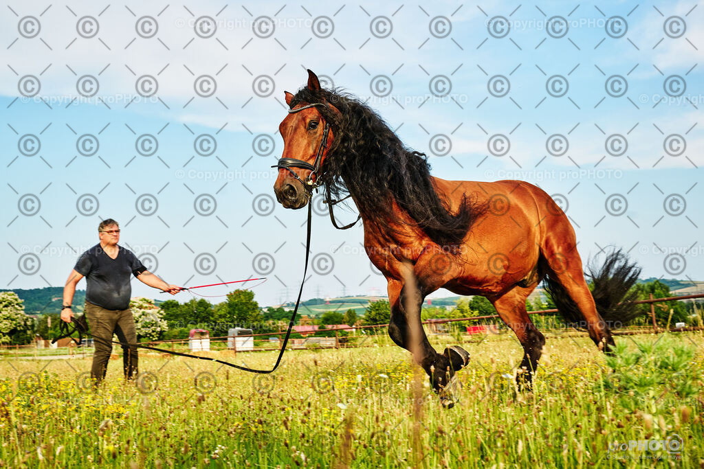 158_202406_Niki-Herodes_NZ9_9960 | proPHOTO - Realisiert mit Pictrs.com