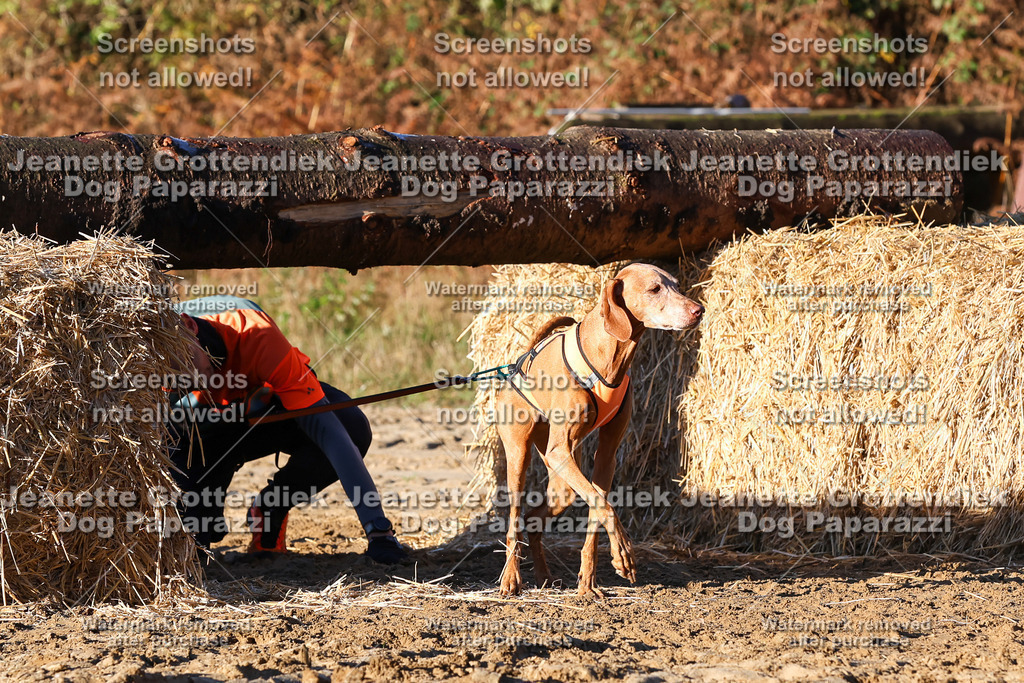 Dog Paparazzi - Strongdog 10-25-1118 | Dog Paparazzi Jeanette Grottendiek Fotografie & Videografie - Realisiert mit Pictrs.com