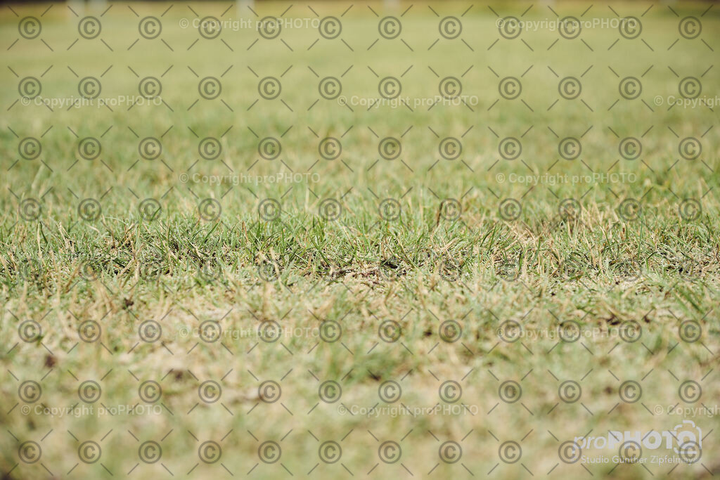 202507_Rernböck-Rasen_NZ9_1166 | proPHOTO - Realisiert mit Pictrs.com