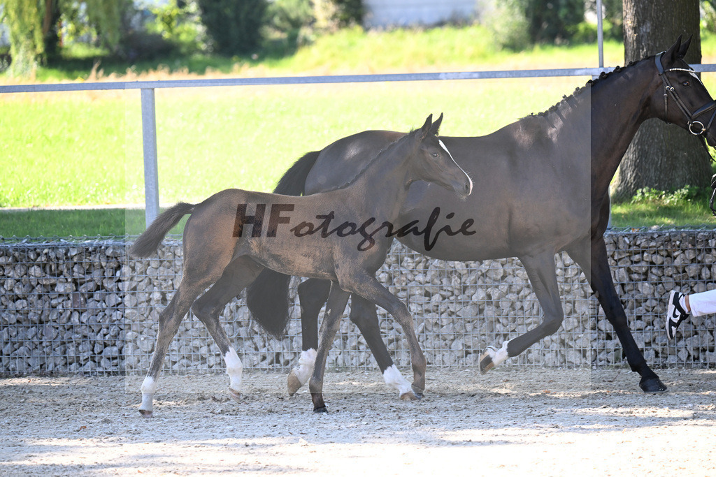 Kat-Nr. 5 Diamantenglanz x Foundation_SF_ZG Weiss u Moldenhauer_26250073 | hf-fotografie - Realisiert mit Pictrs.com