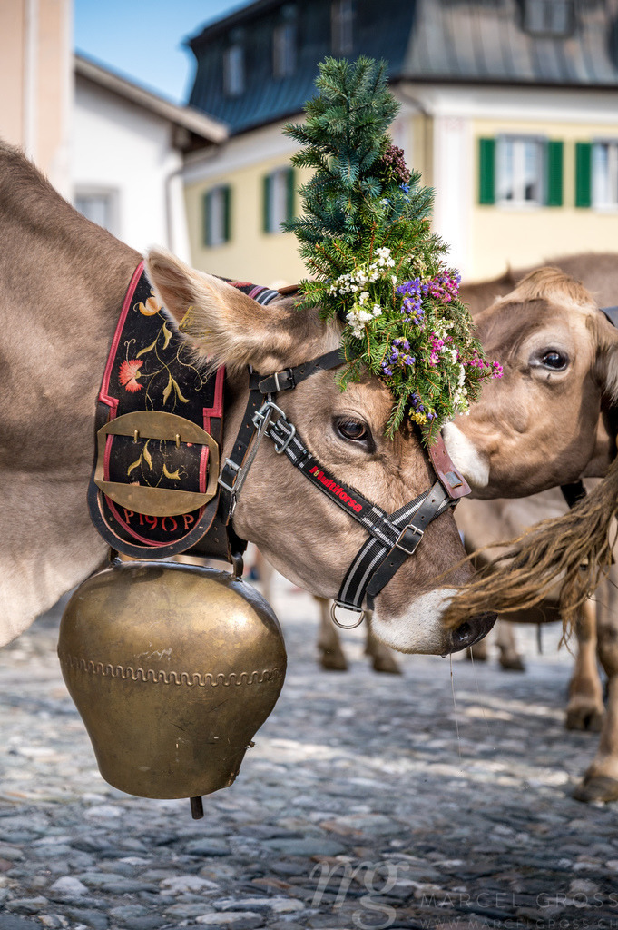 geschmückte Kuh an Alpabzug in Sent, Engadin | Die ideale Geschenkidee für Naturliebhaber. Naturbilder von Marcel Gross Photography für ihr Zuhause in den verschiedensten Formaten und Materialien. - Realisiert mit Pictrs.com