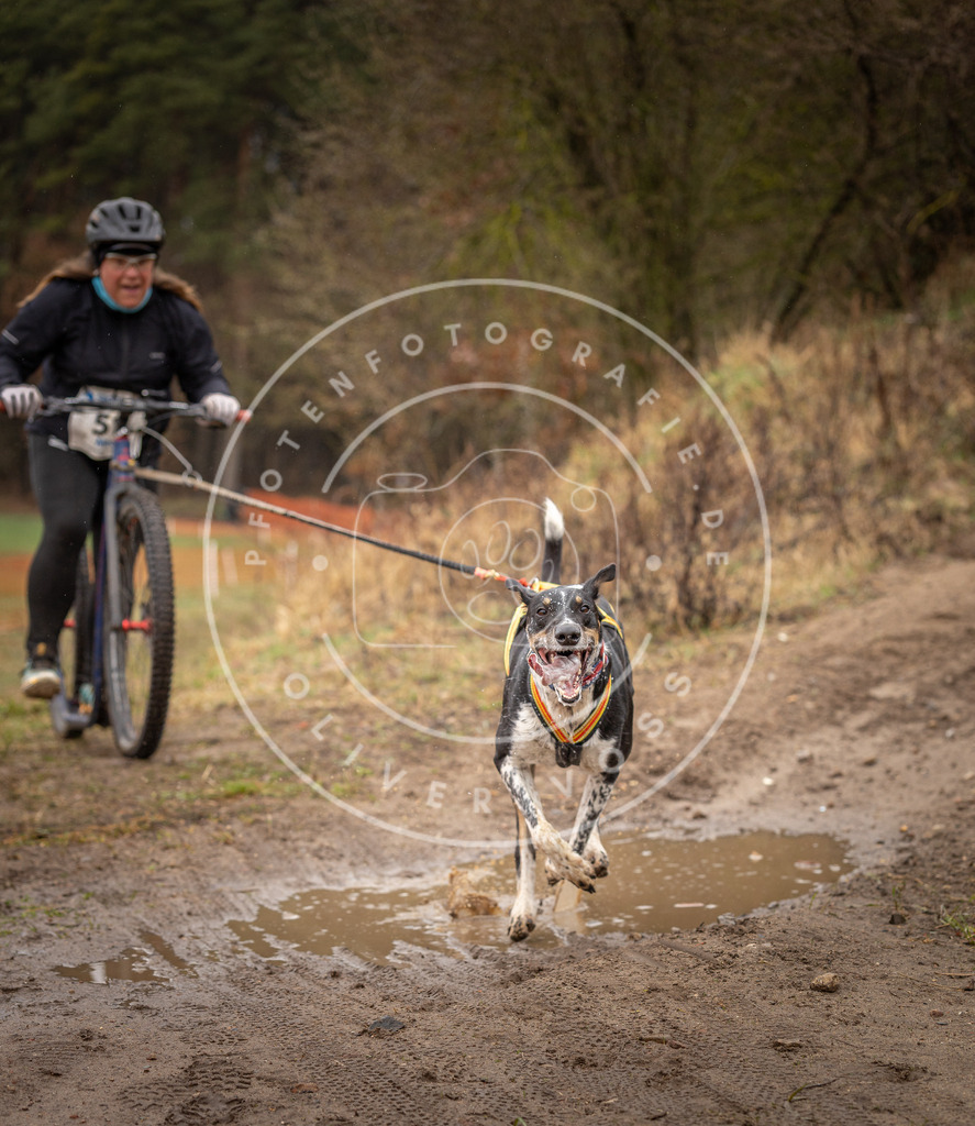 DV3A9439 | Hundefotografie, Tierfotograf, Pfotenfotografie, Fotoshooting Hund, Hunde Portrait, Hundesport, Hundeportraits, Heideshooting, Hunde, Sportfotograf, Hundefotograf, Turnierhundsport, THS,  - Realisiert mit Pictrs.com