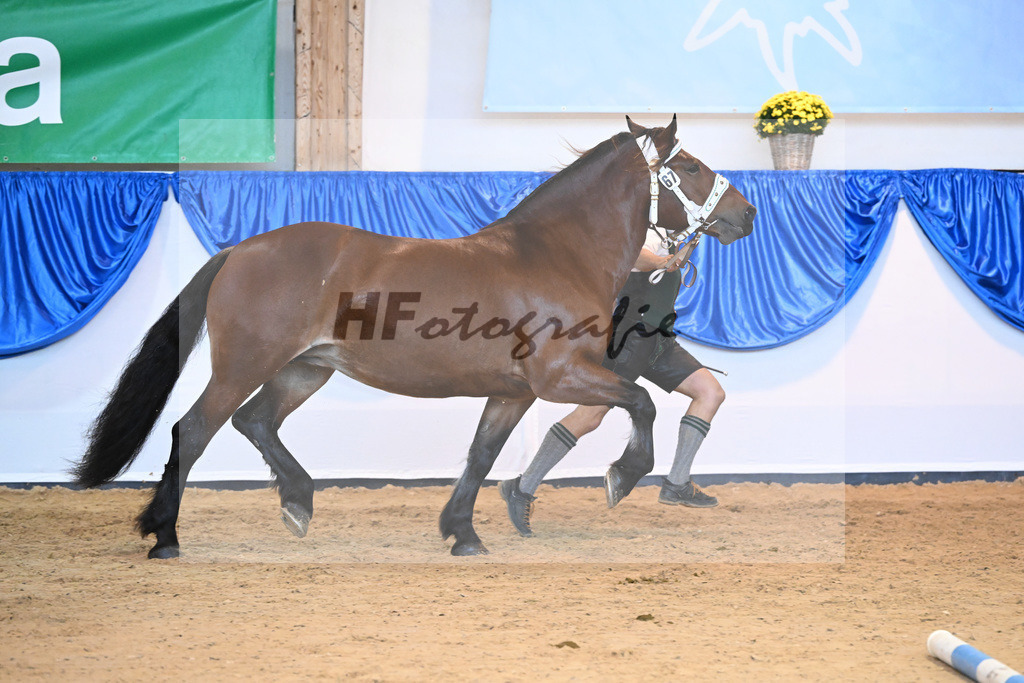 Kat-Nr. 67 Douglas_Scholz_53220252 | hf-fotografie - Realisiert mit Pictrs.com