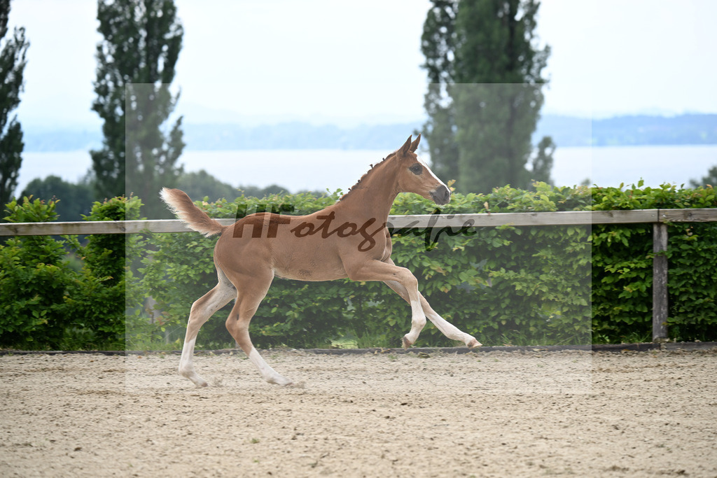 Kat-Nr. 13 Esmeraldo x Question d Honneur B_SF_Mayer_14250027 | hf-fotografie - Realisiert mit Pictrs.com