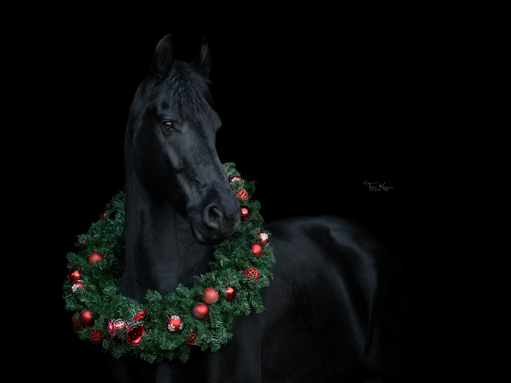 Zorro rot | Emotionale Pferde- & People-Fotografie rund um Heidelberg, Leimen & Umgebung. Natürliche Fotos von Pferd, Mensch & Familie. Jetzt Termin sichern!