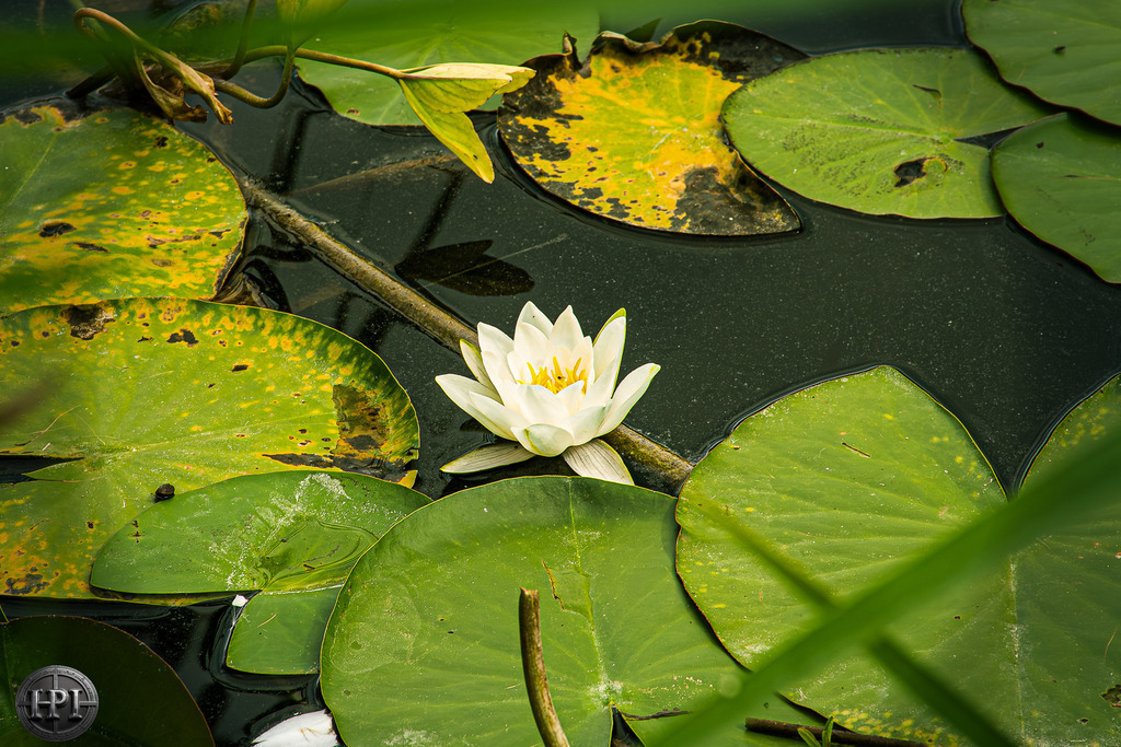 Beauty of lake | Holzisphotography, Landschaftsfotografie, Wildlifefotogorafie - Realisiert mit Pictrs.com