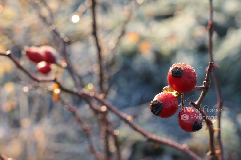 Vogelbeeren eiskalt | Der Onlineshop für malerische Fotografien aus dem Landkreis Vechta✅ Premium Druck auf Leinwand✅ Acryl✅ oder Alu-Dibond✅➤Jetzt Bestellen! - Realisiert mit Pictrs.com