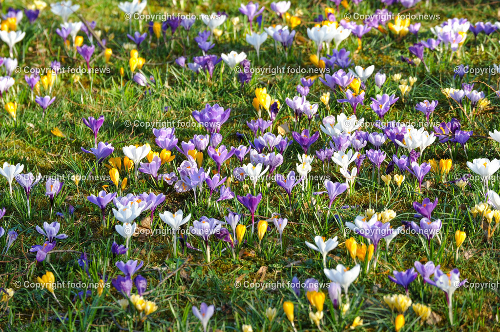Frühling_ Blumen_  Frühlingsboten_ 15.03.2023-6 | 15.03.2023, Linz, AUT, Fruehling, Blumen, Fruehlingsboten, im Bild Krokus auf einer Wiese