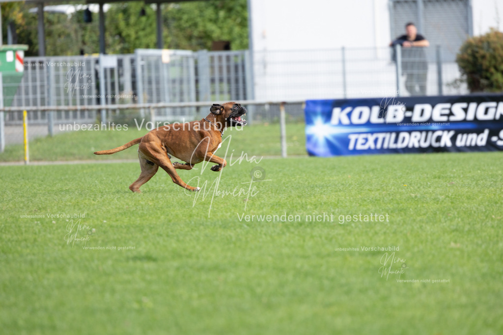_16A5402 | Einzigartige Fotos von Hunden & Menschen –Actionfotos, Portraits, Vereinsaufnahmen & Paarshootings – authentisch, lebendig & mit Herz.