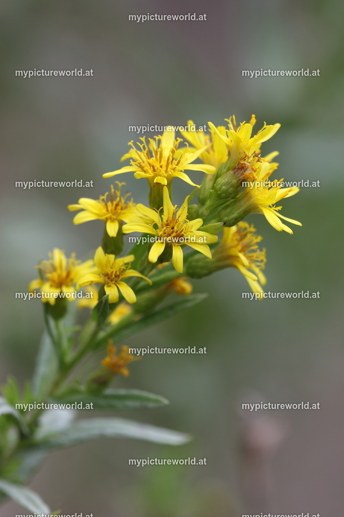 Breitblättriger Klebalant-002 | Das Bilderarchiv über Tiere, Planzen und Landschaften. In der Bilddatenbank finden Sie ein große Auswahl an hochwertigen Bilder für Ihre Werbung - Realisiert mit Pictrs.com