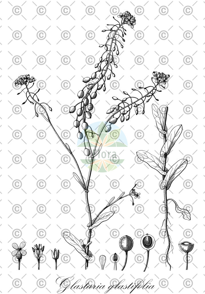 HistAbb_62SFW_1_ENZY_Simple | Historische Abbildung von Glastaria glastifolia - Brassicaceae | Historical Illustration of Glastaria glastifolia - Brassicaceae