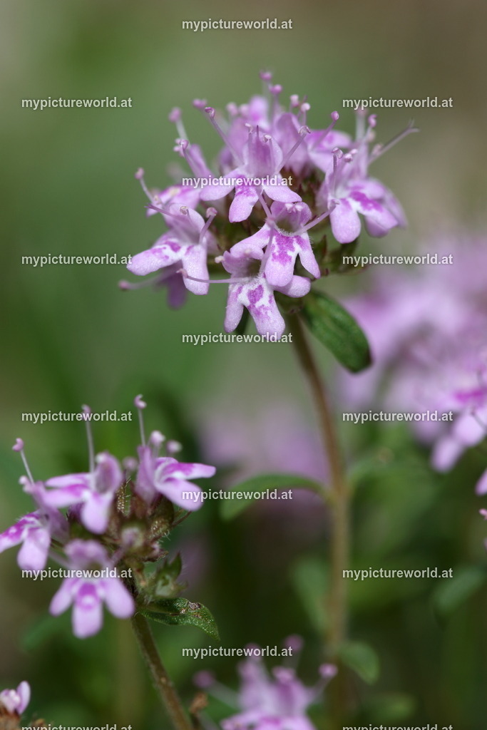 Kaskaden-Thymian-004 | Das Bilderarchiv über Tiere, Planzen und Landschaften. In der Bilddatenbank finden Sie ein große Auswahl an hochwertigen Bilder für Ihre Werbung - Realisiert mit Pictrs.com